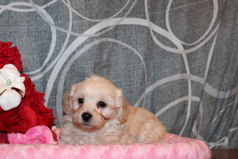 puppy, for, sale, Maltipoo, Matthew B. Stoltzfus, dog, breeder, Gap, PA, dog-breeder, puppy-for-sale, forsale, nearby, find, puppyfind, locator, puppylocator, aca